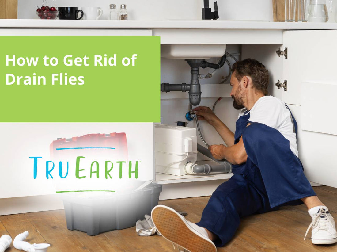 How to Get Rid of Drain Flies