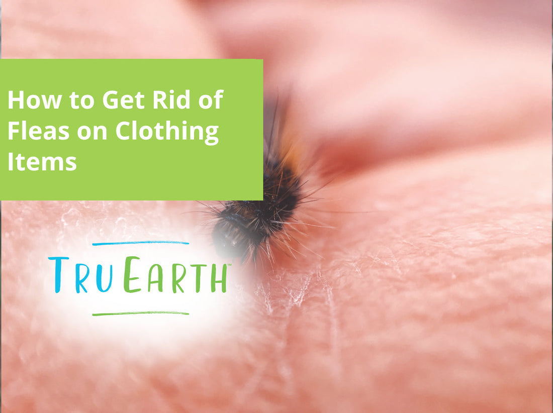 How to Get Rid of Fleas on Clothing Items