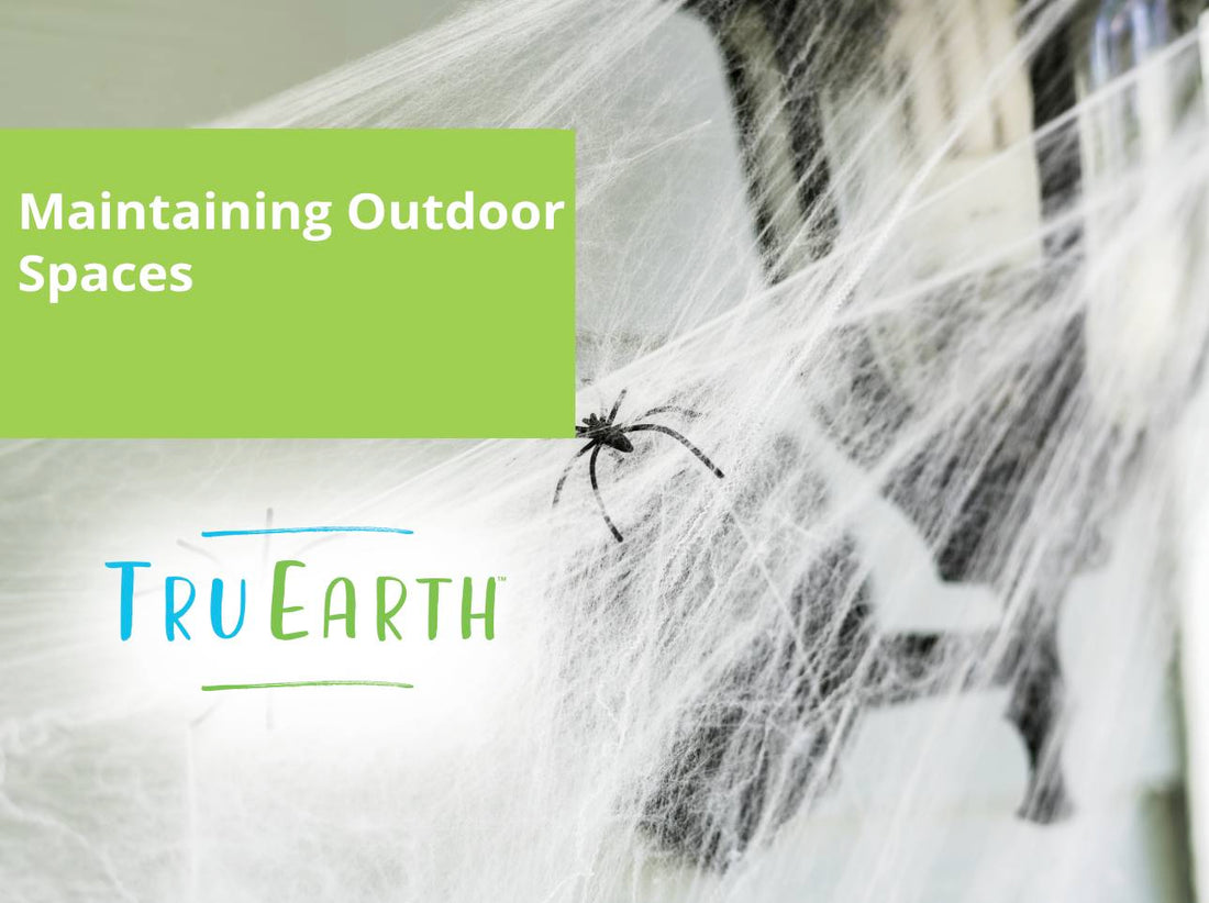 Spider Removal at Home – Tru Earth EU