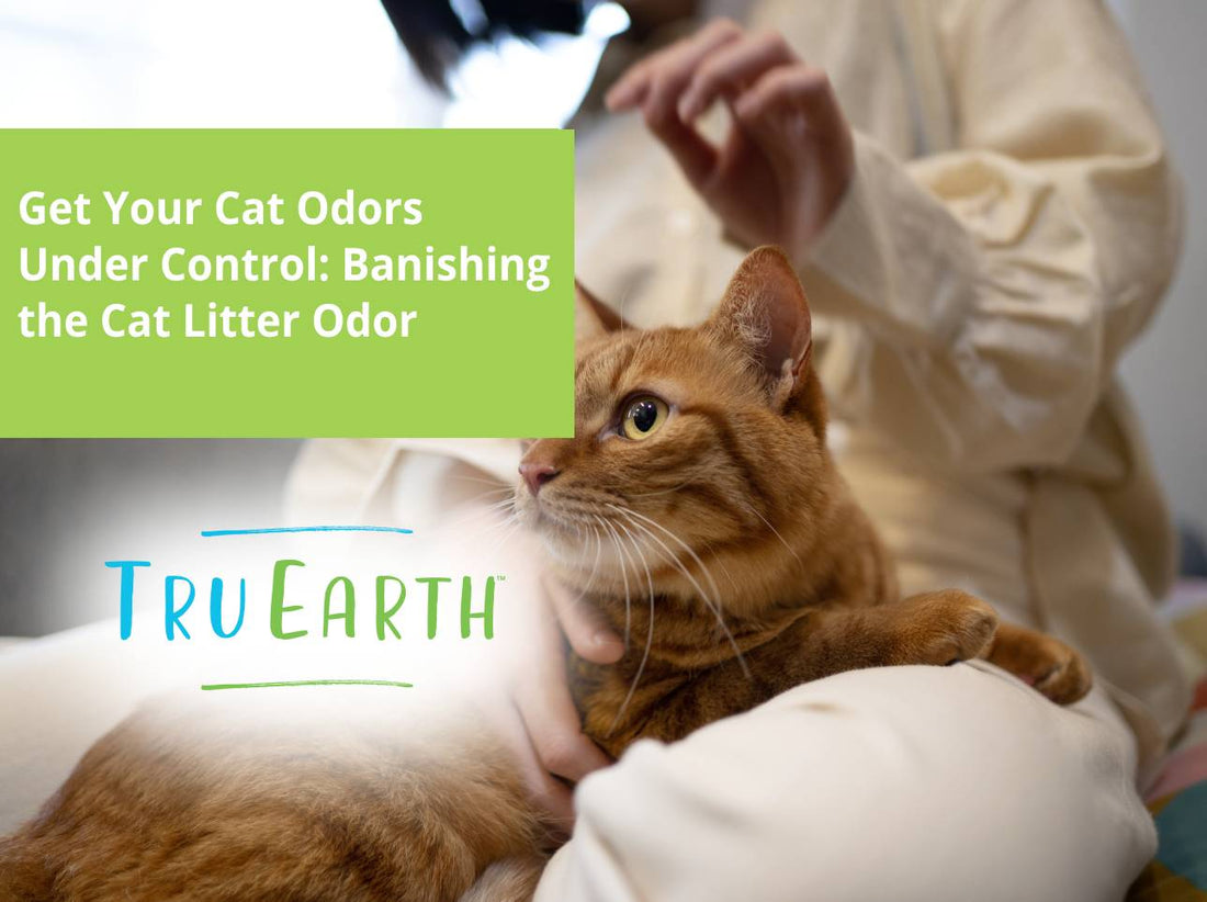 Get Your Cat Odors Under Control: Banishing the Cat Litter Odor